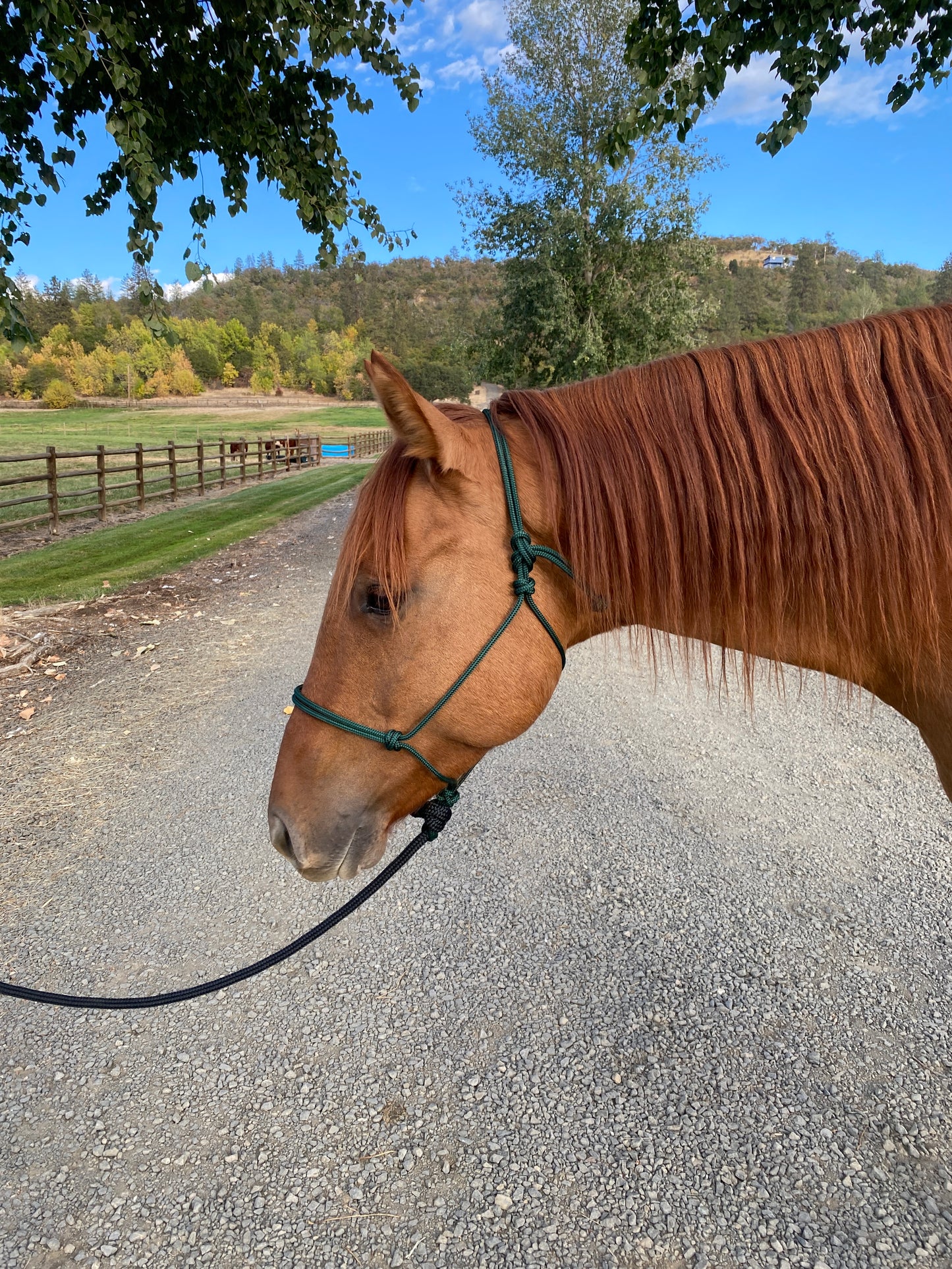 Rope Halter & Lead | Forest Green