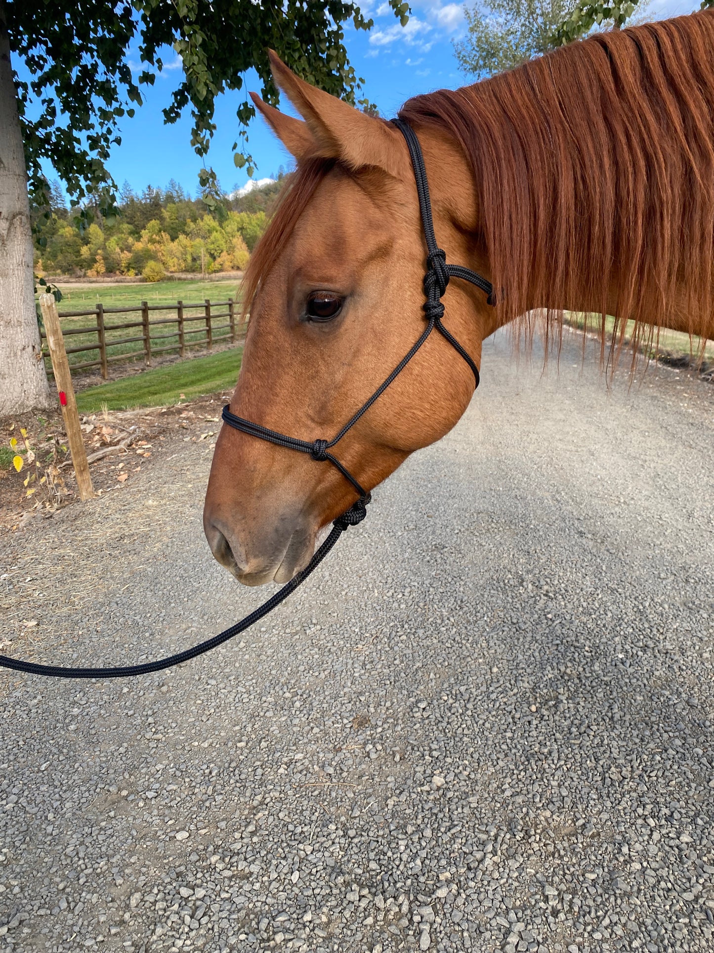 Rope Halter & Lead | Black