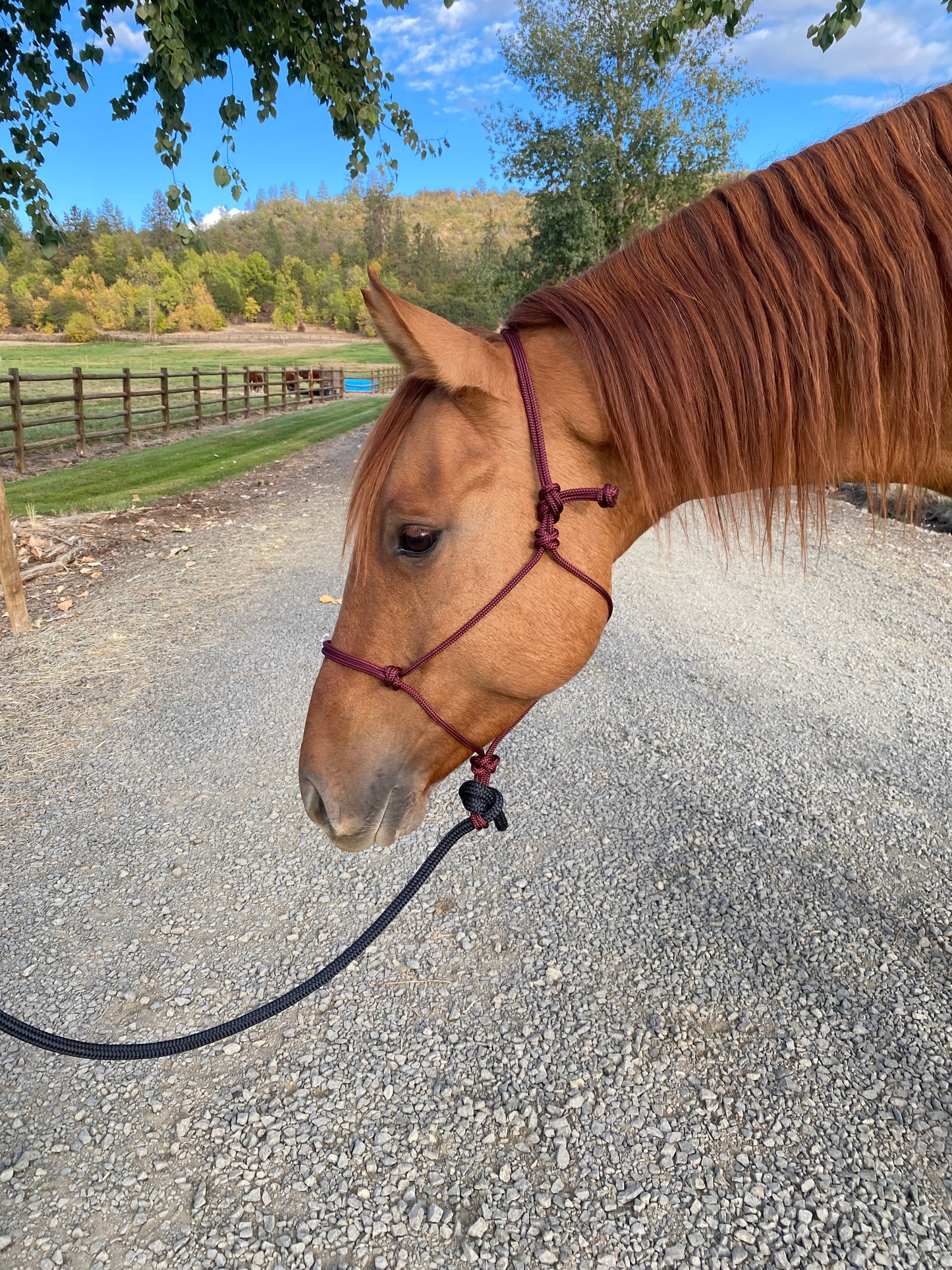 Rope Halter & Lead | Burgandy