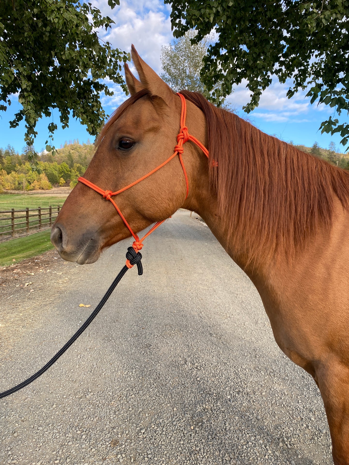 Rope Halter & Lead | Burnt Orange