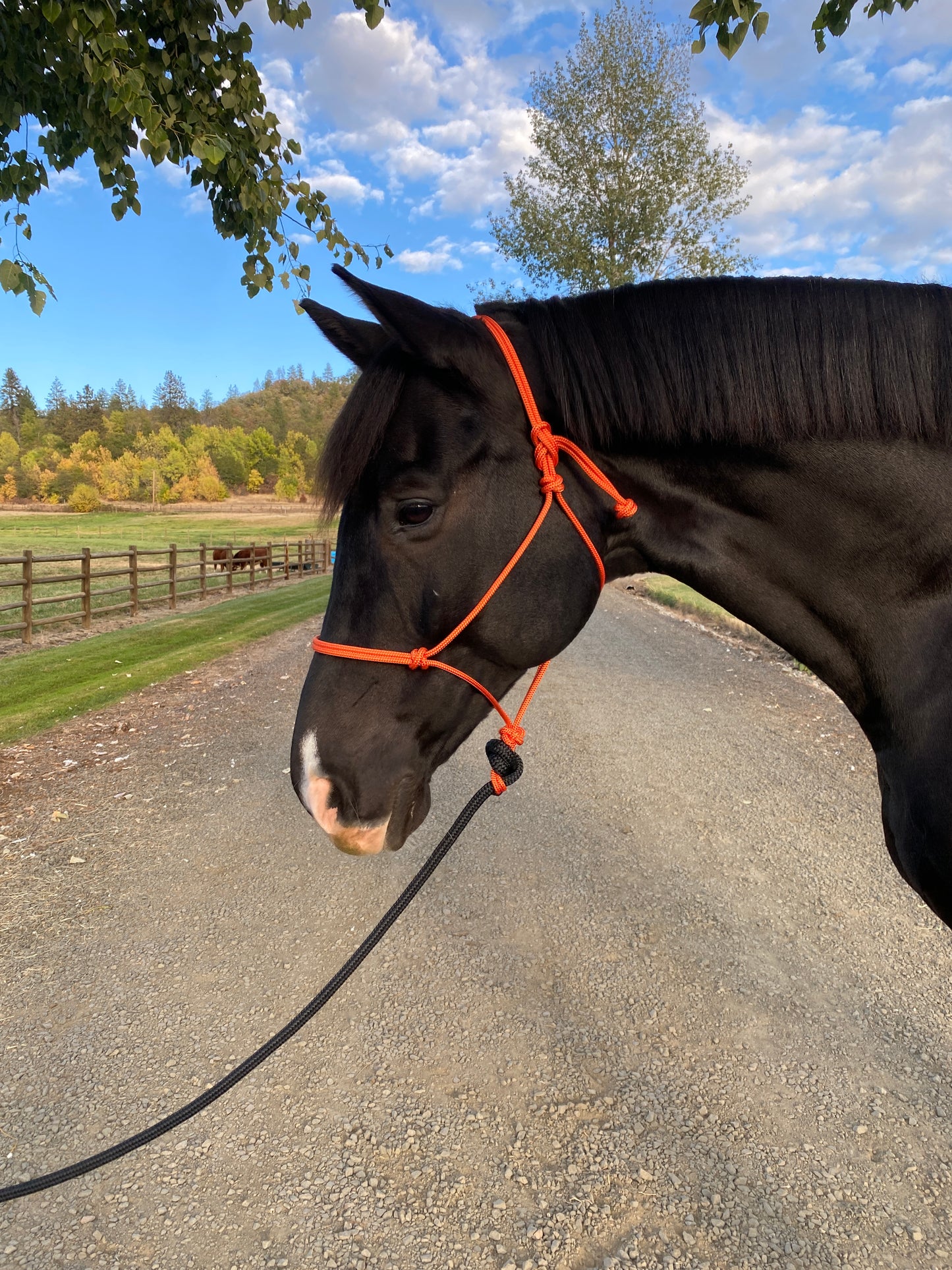 Rope Halter & Lead | Burnt Orange