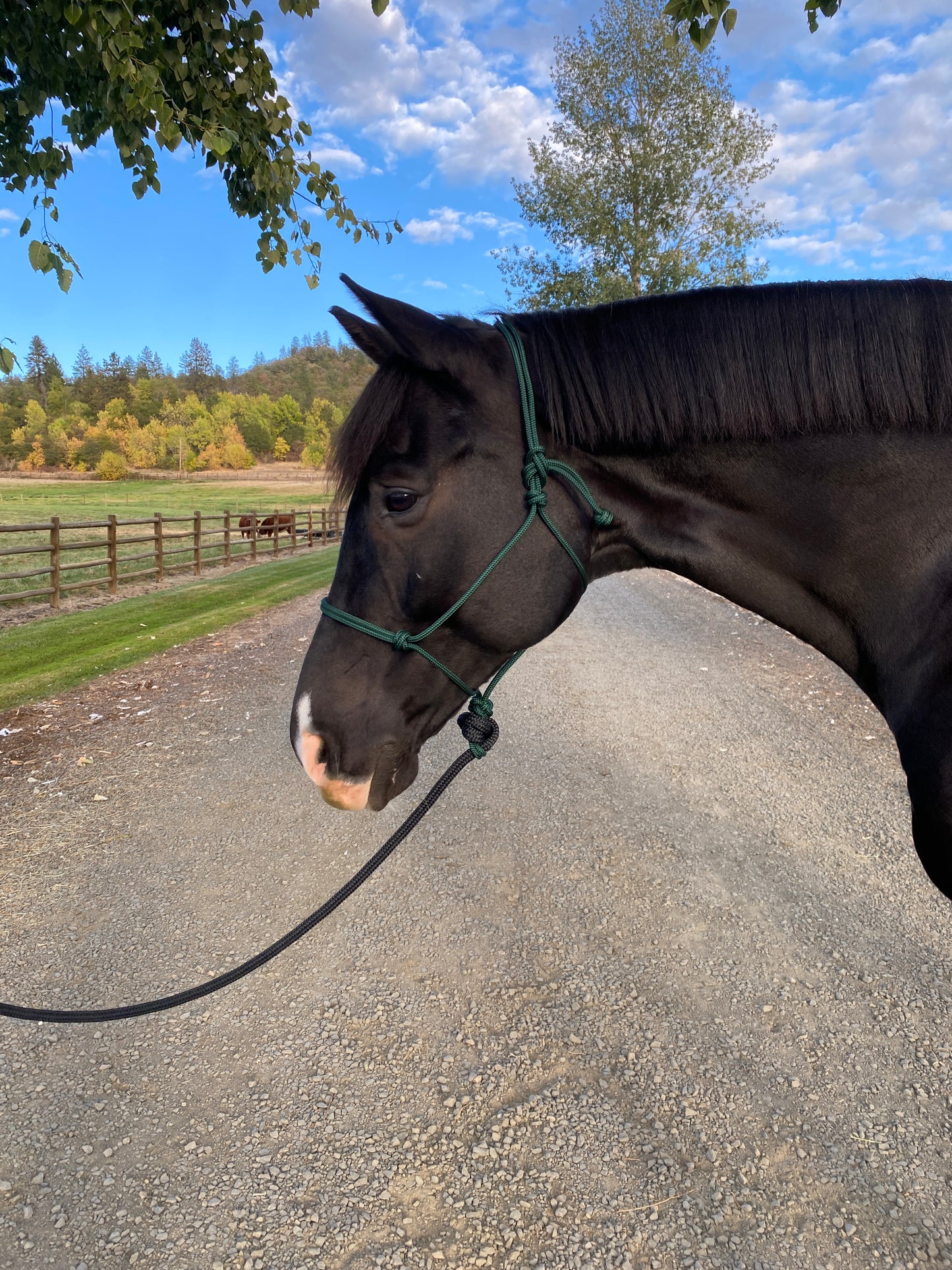 Rope Halter & Lead | Forest Green