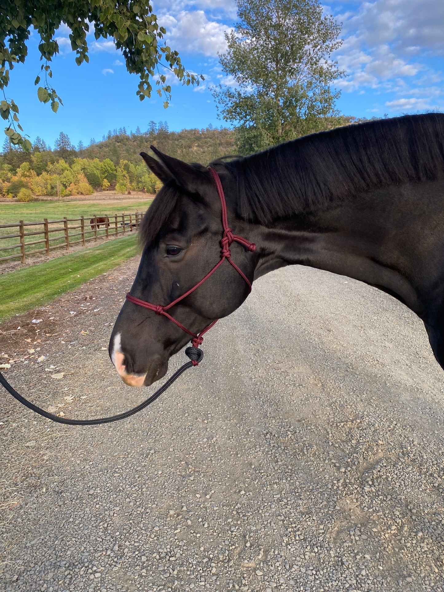 Rope Halter & Lead | Burgandy