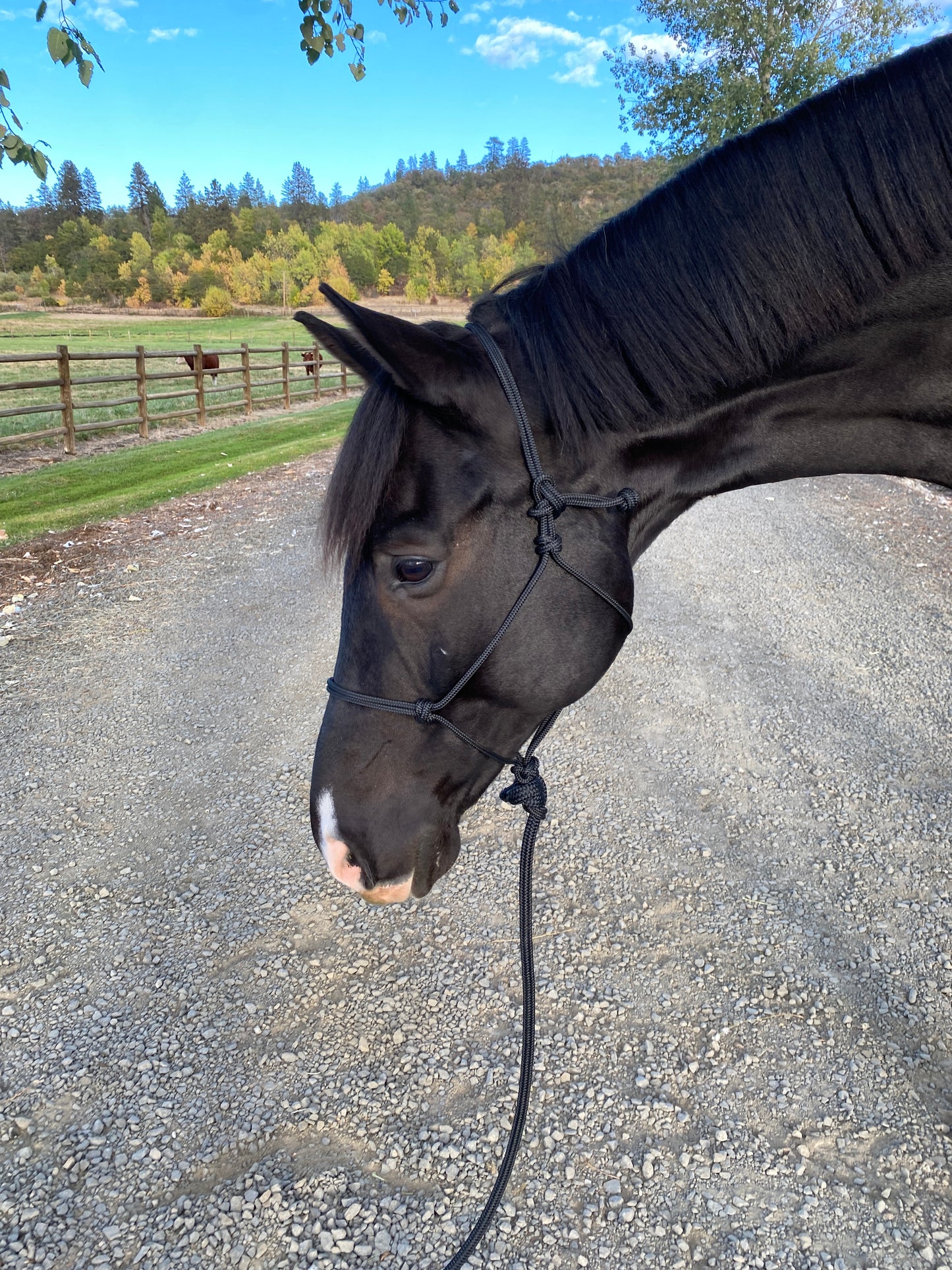 Rope Halter & Lead | Black